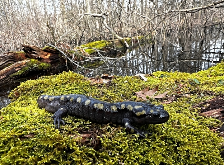 Spotted Salamander